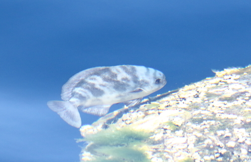 Imperial blackfish (Schedophilus ovalis) — Centrolophidae — 3