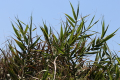 Flagellaria indica