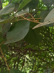 Premna latifolia
