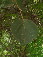 Premna latifolia