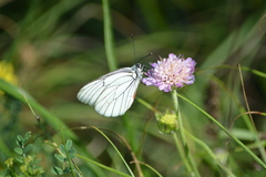 Aporia crataegi