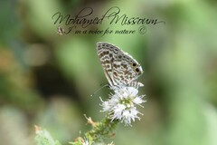 Leptotes pirithous