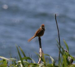 Cincloramphus timoriensis