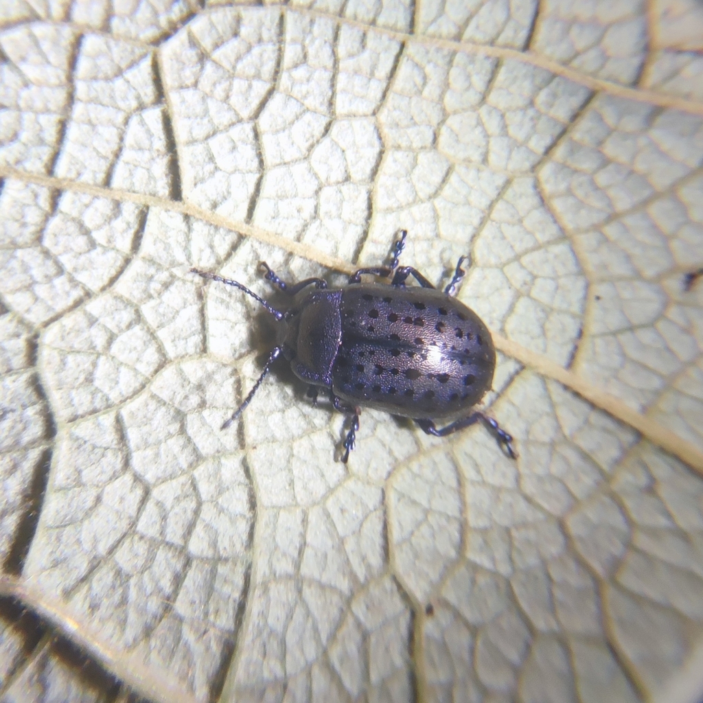 Chrysolina exanthematica from Qujing, CN-YN, CN on September 30, 2022