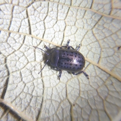 Chrysolina exanthematica