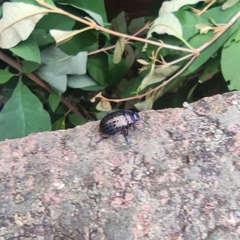 Chrysolina exanthematica