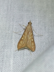 Antigastra catalaunalis