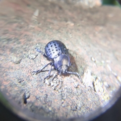 Chrysolina exanthematica