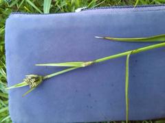 Eriophorum latifolium