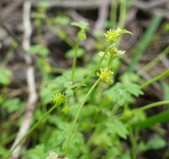 Ranunculus sessiliflorus