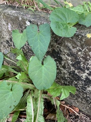 Fallopia convolvulus