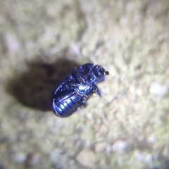 Chrysolina exanthematica