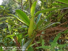 Nepenthes gracilis