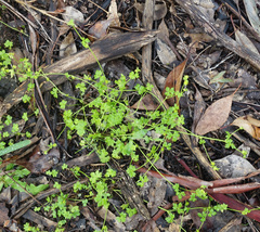 Ranunculus sessiliflorus