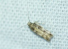 Caryocolum blandella
