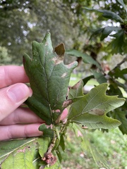 Quercus cerris