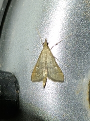 Dolicharthria punctalis