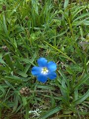 Linum usitatissimum