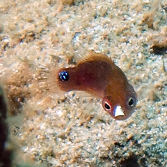 Cirrhilabrus temminckii