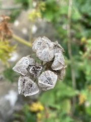 Malva moschata