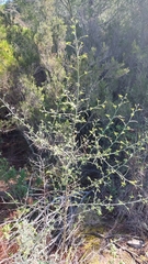 Calicotome spinosa