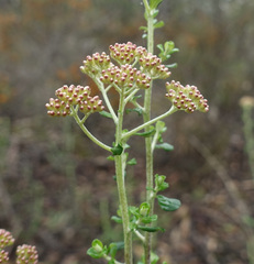 Ozothamnus obcordatus