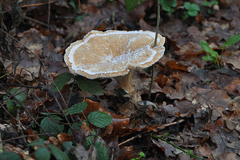 Infundibulicybe geotropa