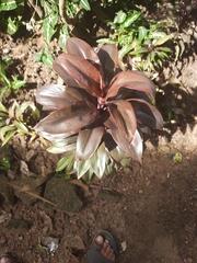 Cordyline fruticosa