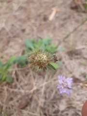 Sixalix atropurpurea