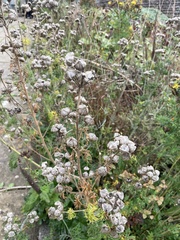 Malva moschata