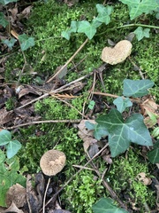 Scleroderma citrinum