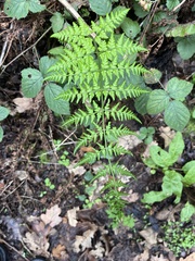 Dryopteris