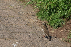 Anthus australis