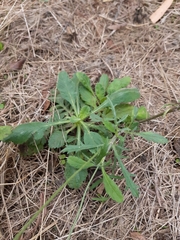 Sixalix atropurpurea