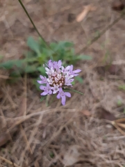 Sixalix atropurpurea