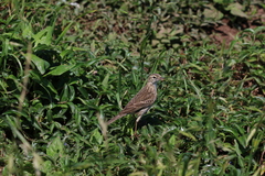 Anthus australis