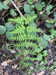 Dryopteris
