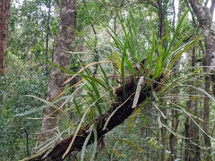Polypodiaceae