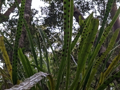 Polypodiaceae