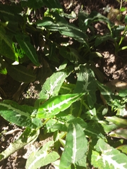 Tradescantia spathacea