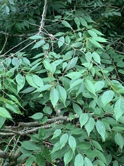 Zelkova