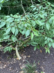 Zelkova