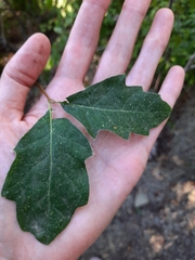 Torminalis glaberrima