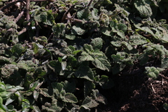Coleus cremnus