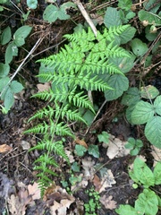 Dryopteris
