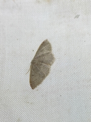 Idaea eugeniata