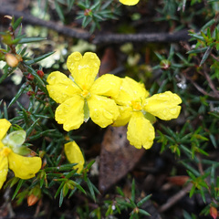 Hibbertia