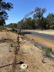 Petrophile carduacea