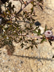 Petrophile carduacea