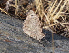 Hipparchia statilinus